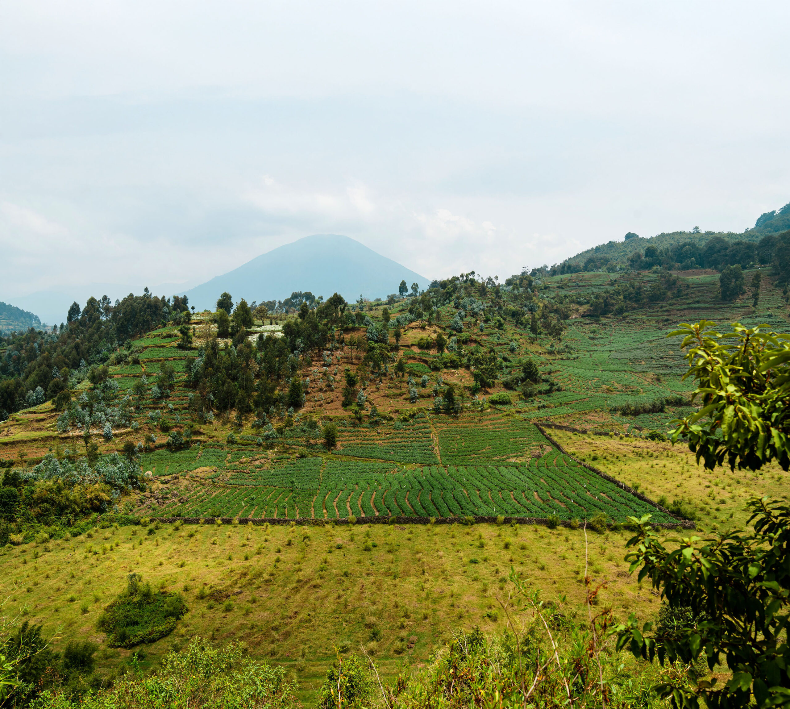 Farms on a hill.