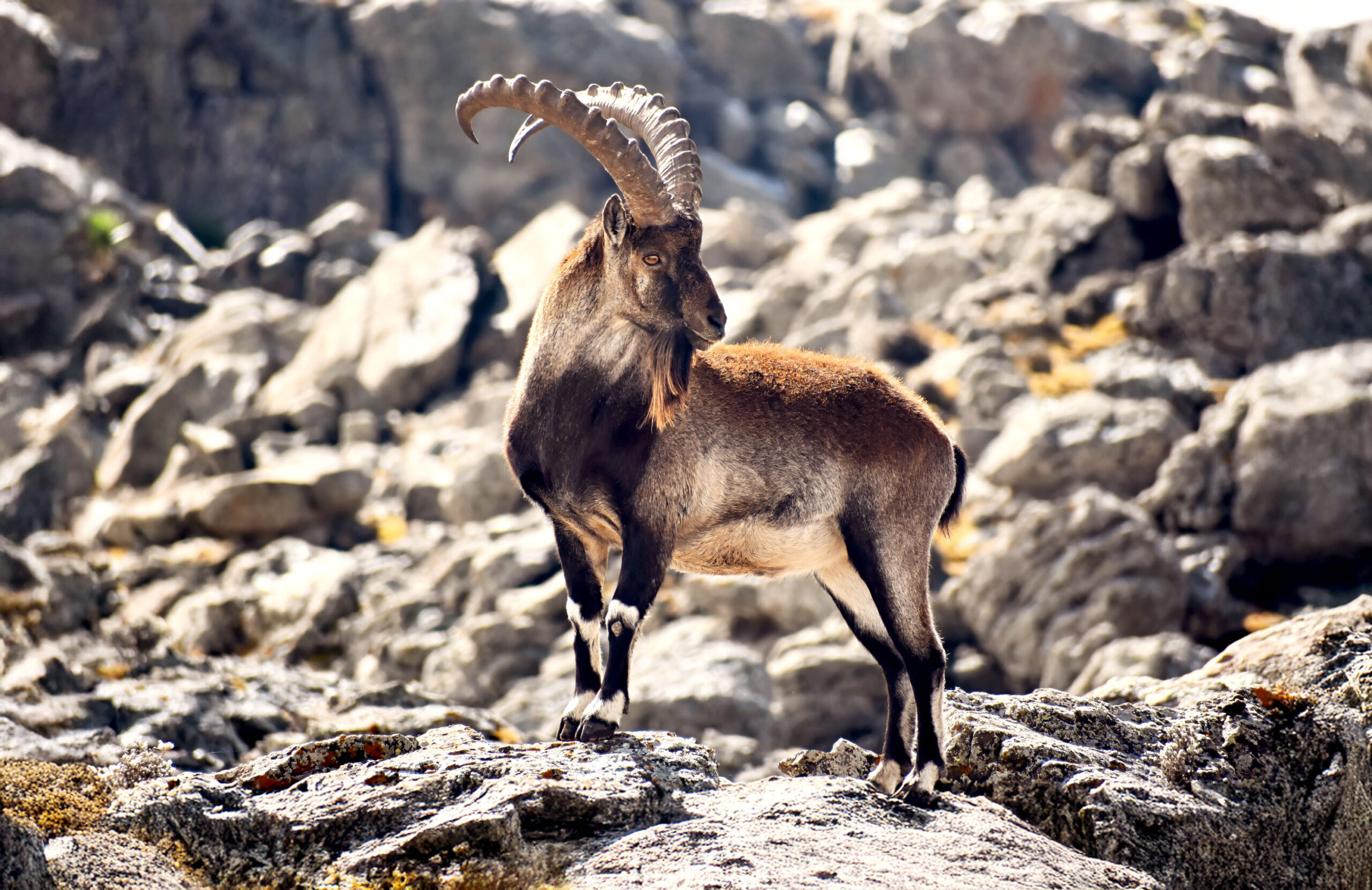 A Walia ibex.