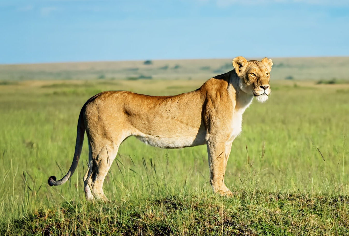 A lioness.