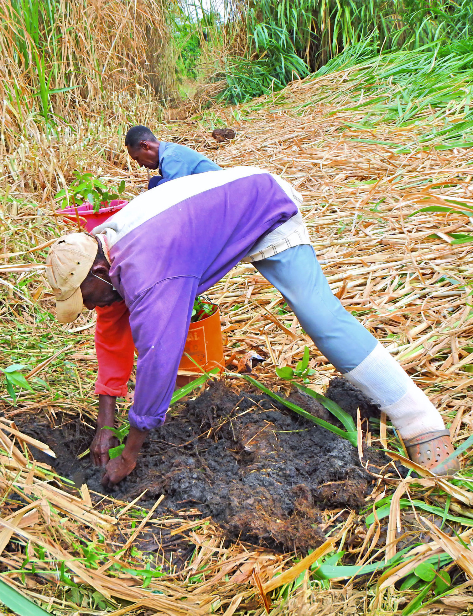 A person is doing work among vegetation.