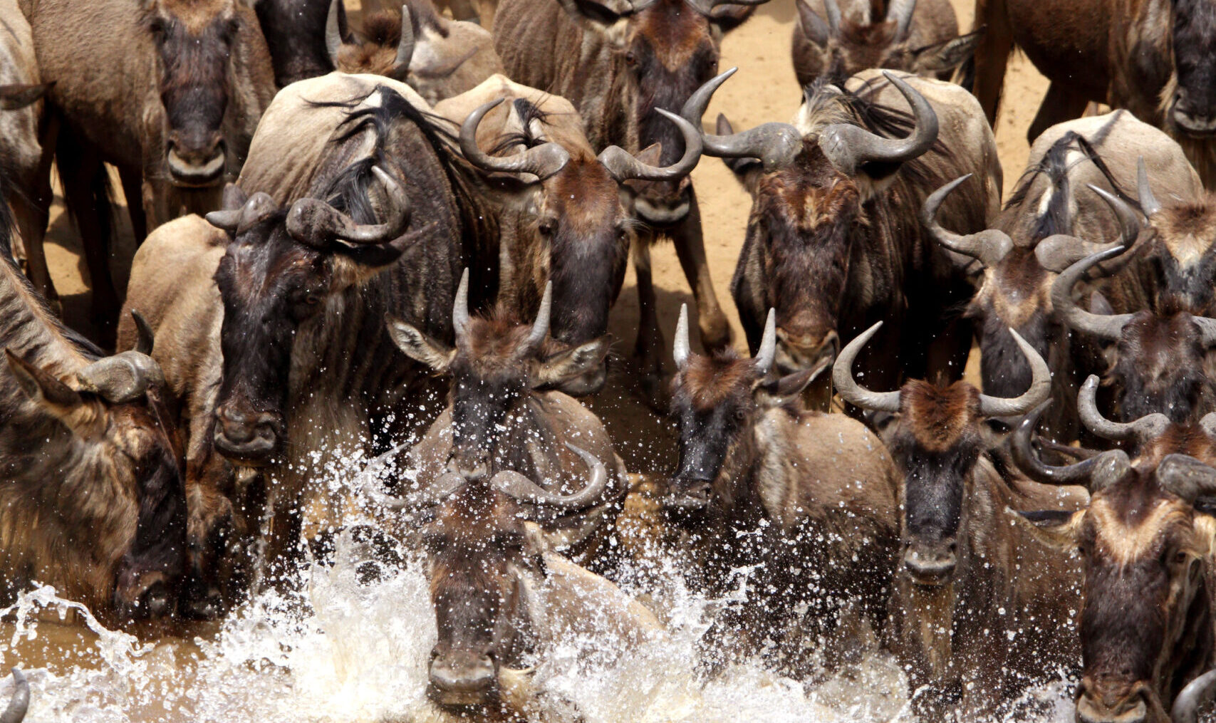 Wildebeest migration.
